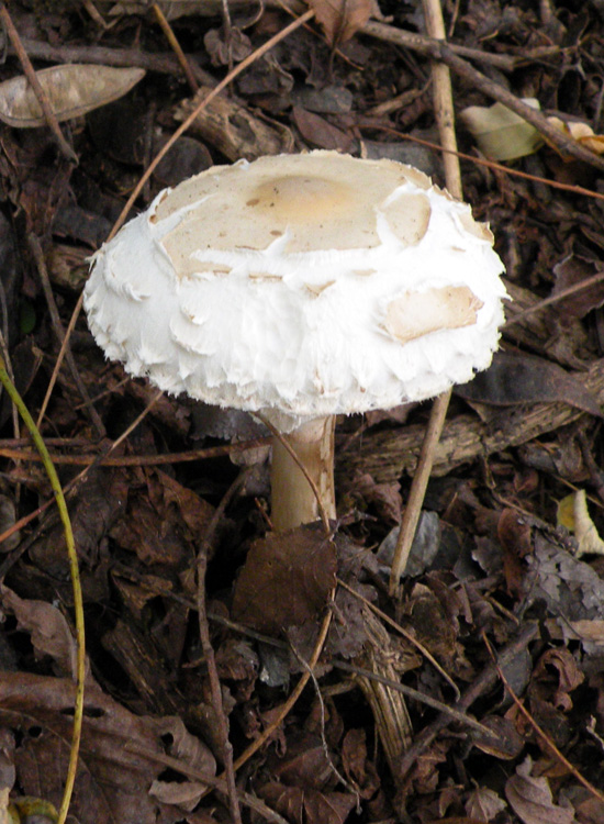 Agaricus, Lepiota o altro?